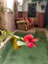 patio riad piscine marrakech