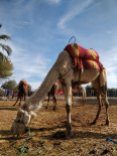 ballade a dos de chameau palmerais marrakech